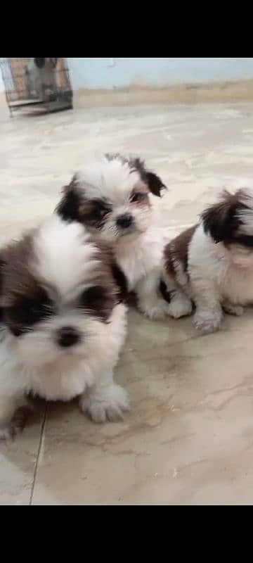 Shihtzu male/ female puppies available for sale 13