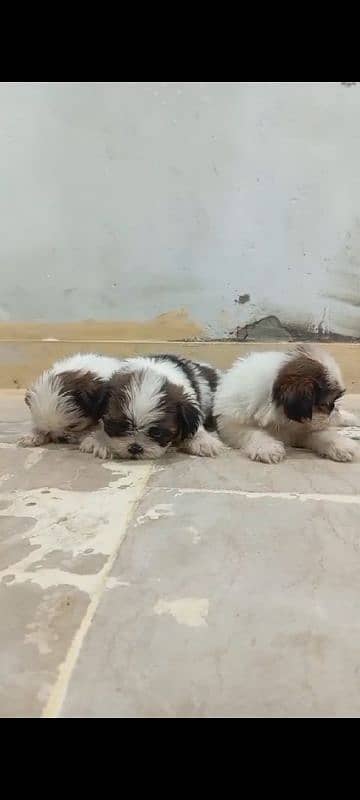 Shihtzu male/ female puppies available for sale 14