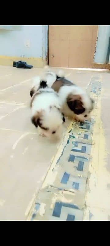 Shihtzu male/ female puppies available for sale 15