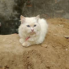 White  cat Male