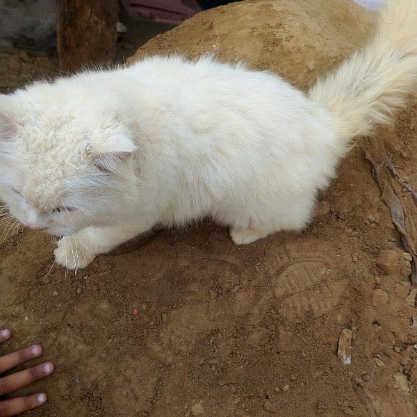 White  cat Male 1