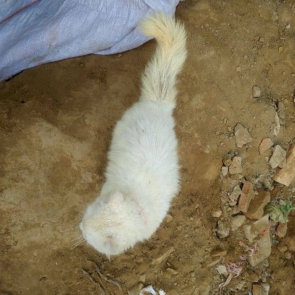 White  cat Male 2