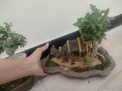 House in the forest. .  Beautiful bonsai. . .  20k.  03295206445