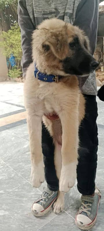 pure KANGAL shepherd female 0