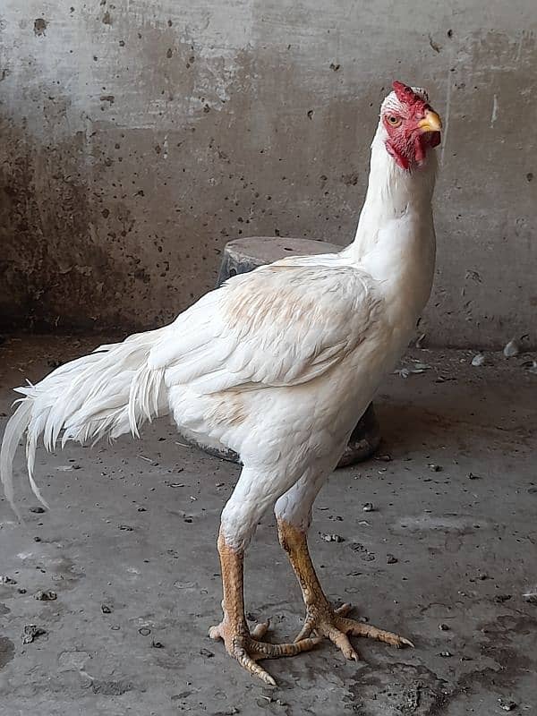 Long hight aseel for sale 9