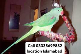 Final 14000 Kashmiri Raw Beautiful Male Parrot  Full Jumbo Size