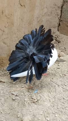 top quality flower tail black tail pair available