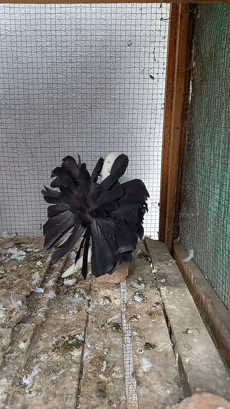 top quality flower tail black tail pair available 2