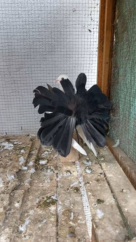 top quality flower tail black tail pair available 6