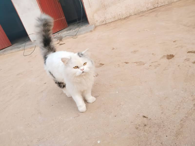 Persian cat for sale 03427487251 1