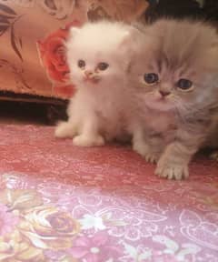 Persian cat for sale my WhatsApp 03253211388