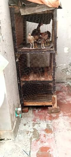 3portion cages for sale