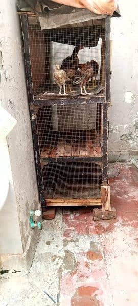 3portion cages for sale 0