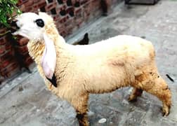 Sheep/Goat/Bakra/Chatra/Kajla/Dumba