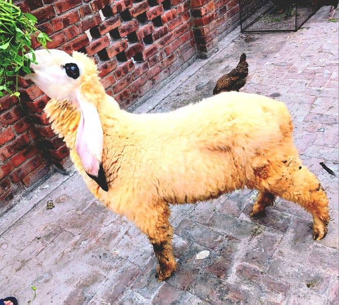 Sheep/Goat/Bakra/Chatra/Kajla/Dumba 3