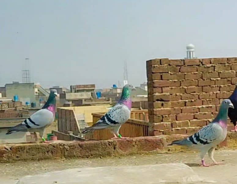 imported John Aden pigeon 8