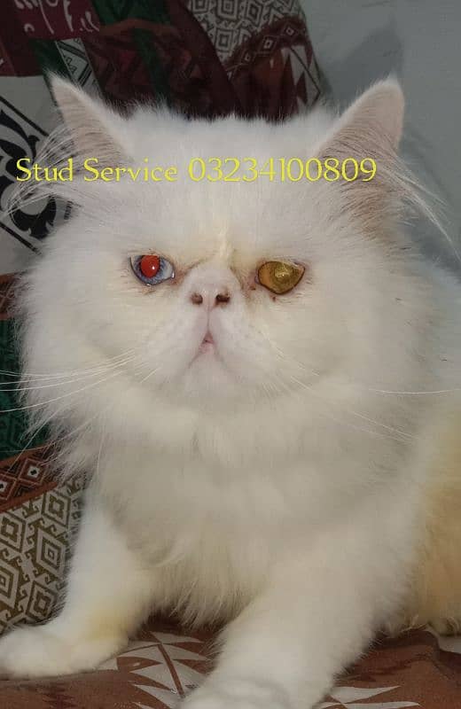 Pike face odd eye stud male/Peki 03234100809 1