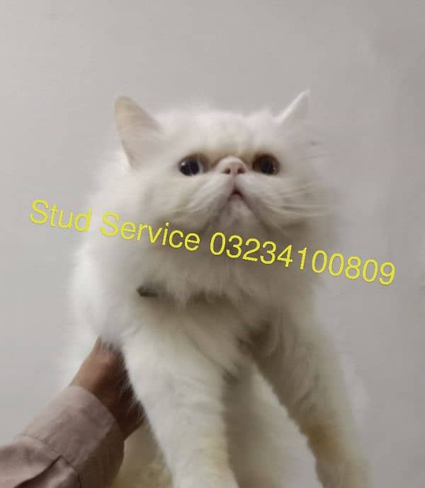 Pike face odd eye stud male/Peki 03234100809 2