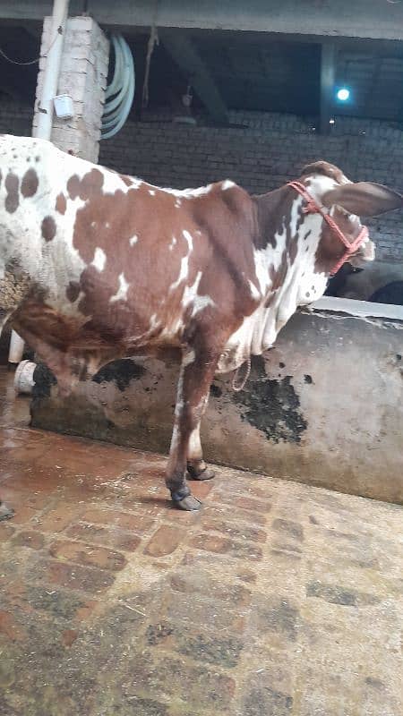 Sahiwal cholistani Cross Bacrha/Bull 3