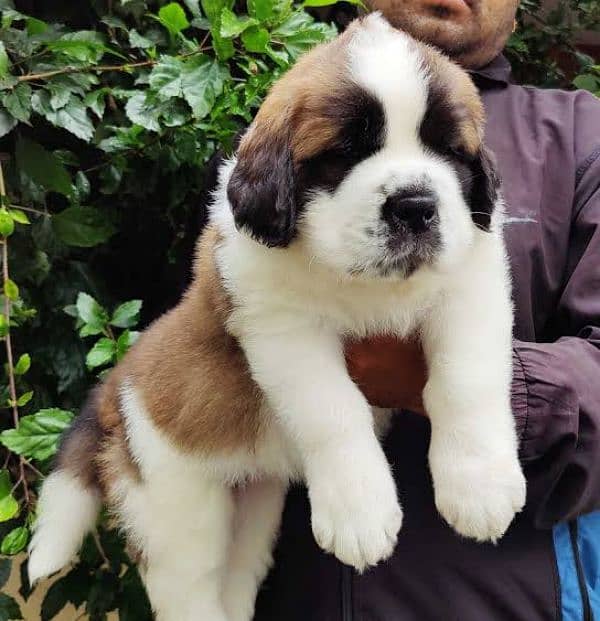 Saint Bernard pups 0