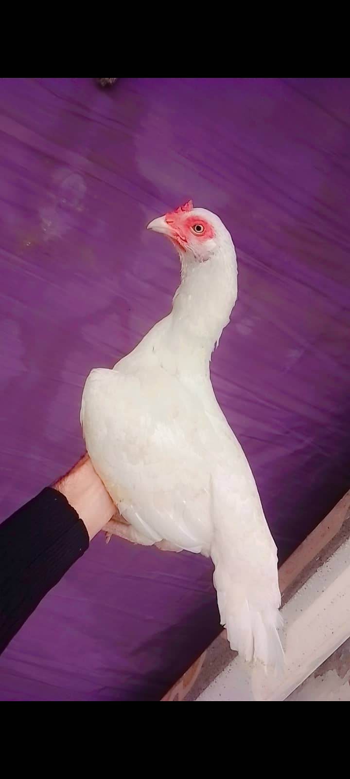 High quality aseel breeder and paper white heera maadi 2