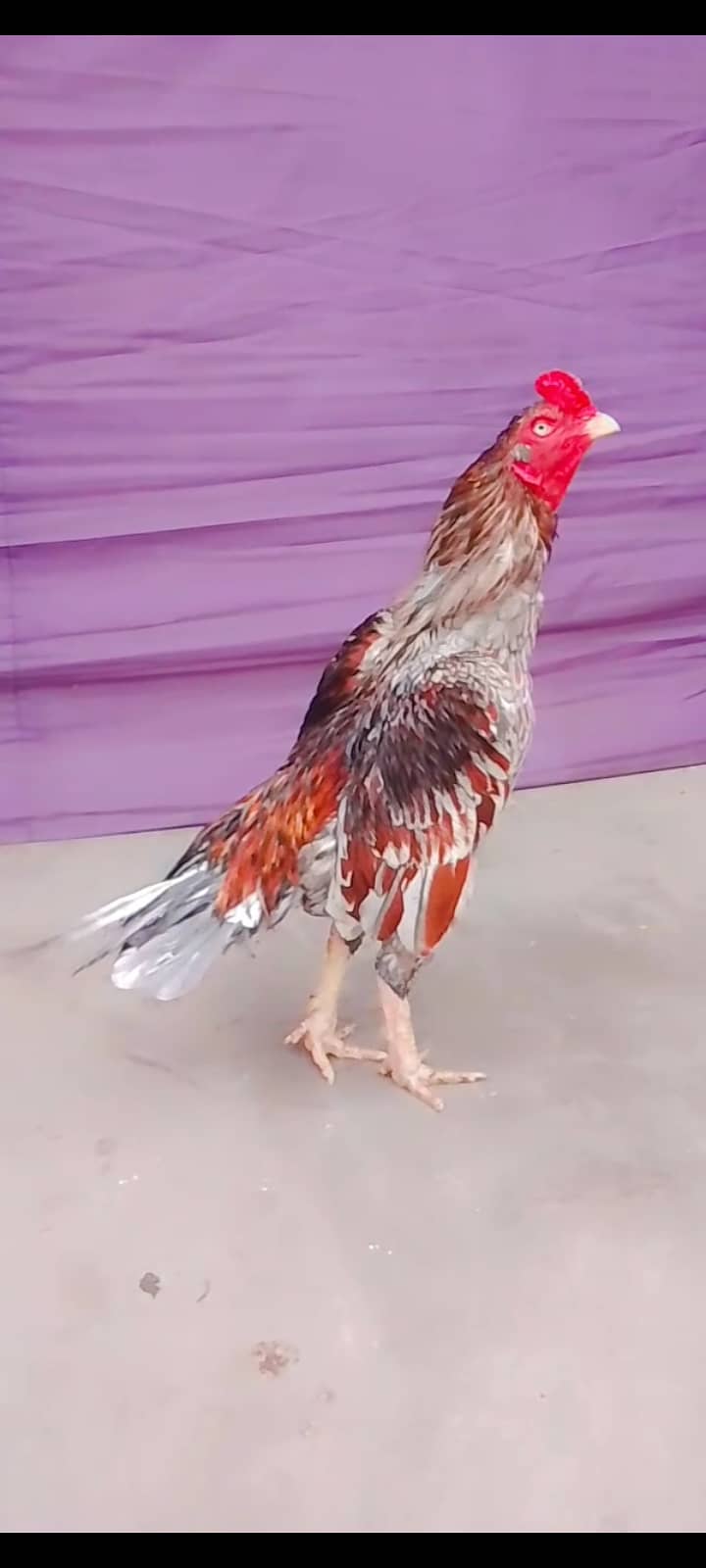 High quality aseel breeder and paper white heera maadi 6