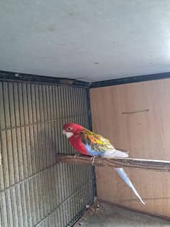 Red Rosella for sale