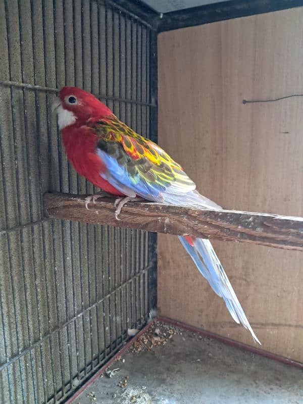 Red Rosella for sale 2