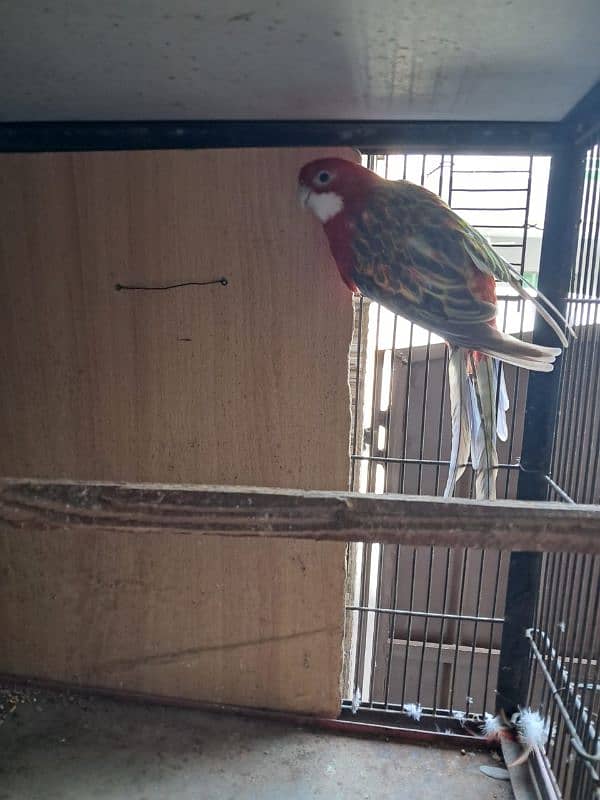 Red Rosella for sale 3