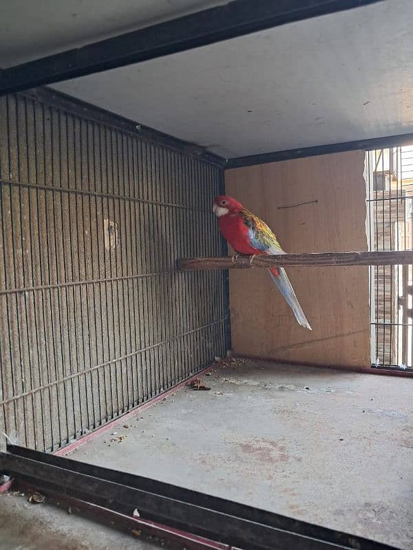 Red Rosella for sale 4