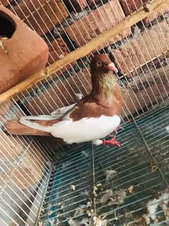 Israeli pigeon for sale