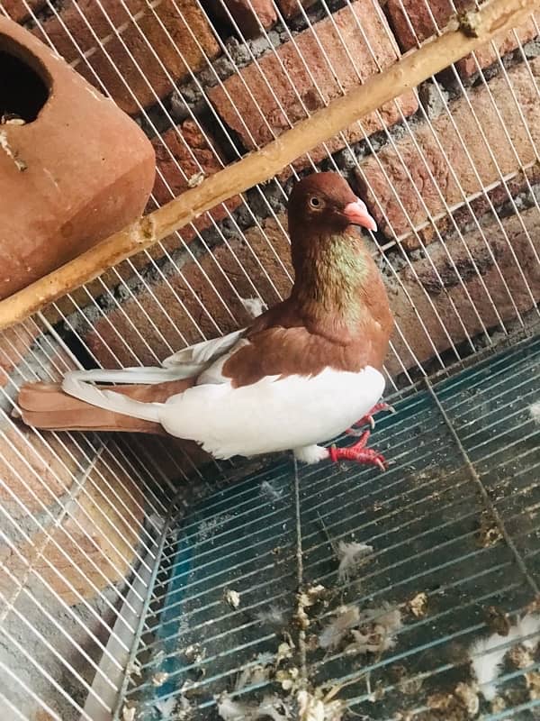 Danish pigeon for sale 0