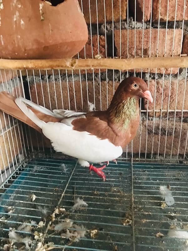 Danish pigeon for sale 1