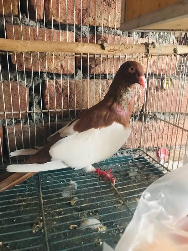 Danish pigeon for sale 2