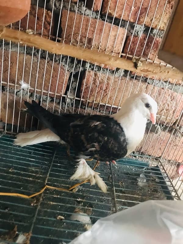 Danish pigeon for sale 3