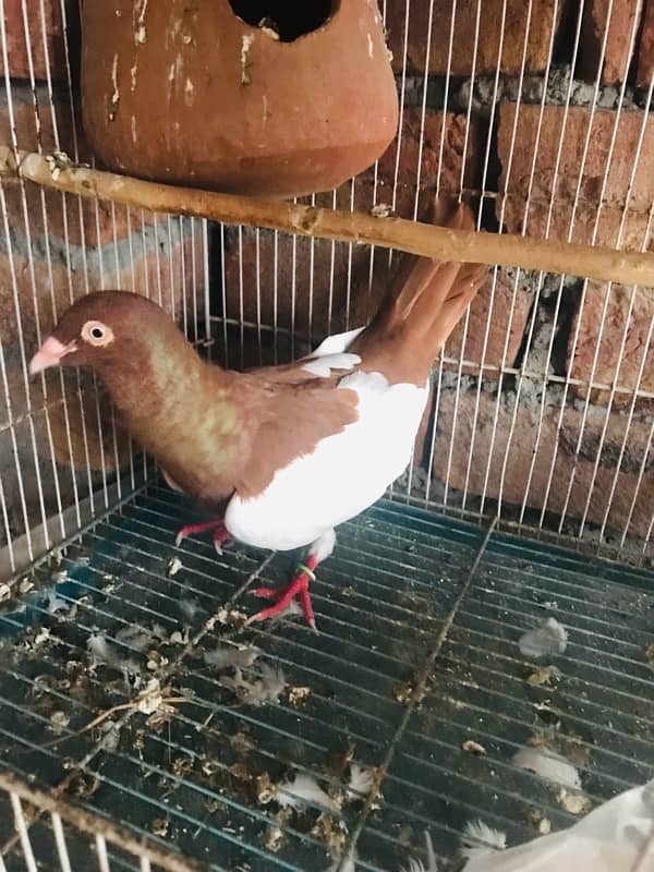 Danish pigeon for sale 4