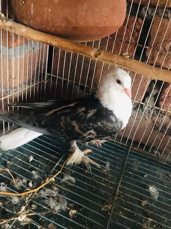 Danish pigeon for sale 5