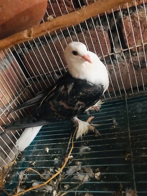 Danish pigeon for sale 6