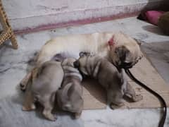 pug breeders female for sale healthy and active