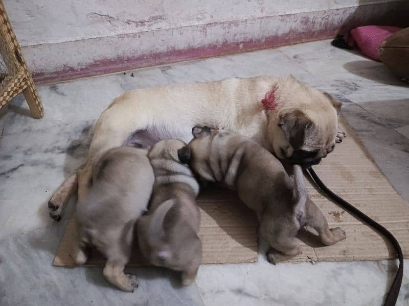 pug breeders female for sale healthy and active 0