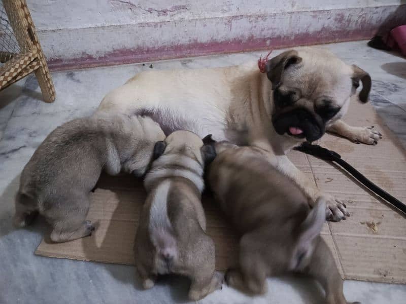 pug breeders female for sale healthy and active 1