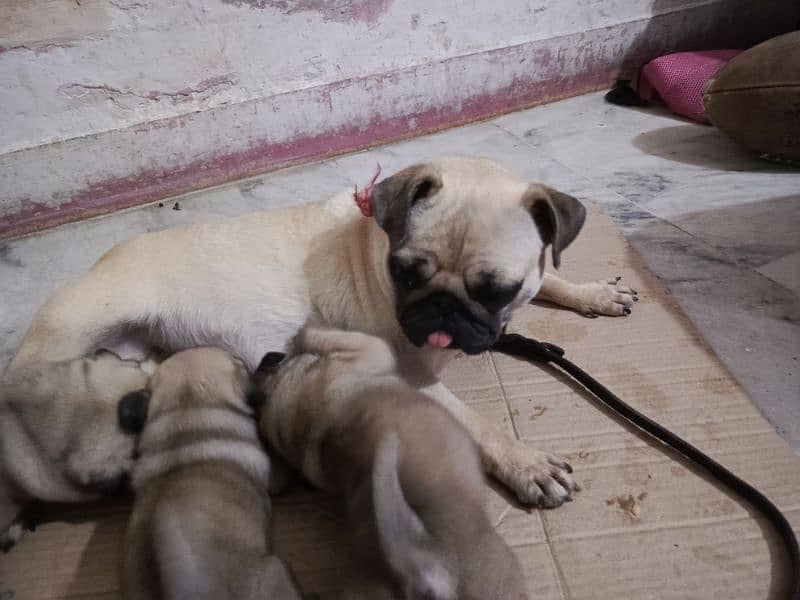 pug breeders female for sale healthy and active 2