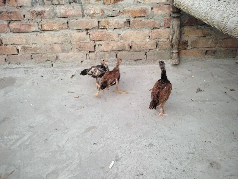 pure mian wali aseel breed available 1