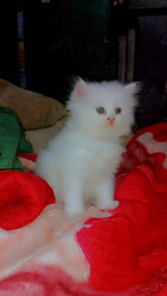 Persian White cat