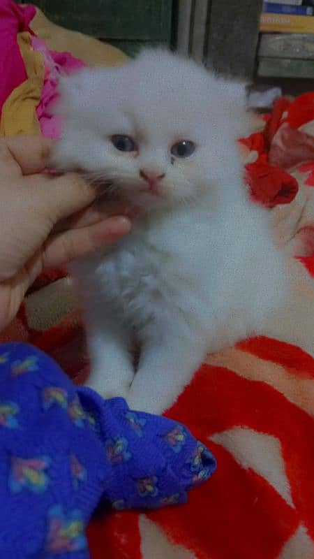 Persian White cat 1