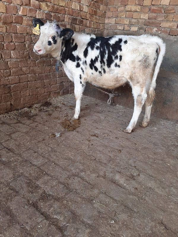 Australian cow ki female wachi for sale 0