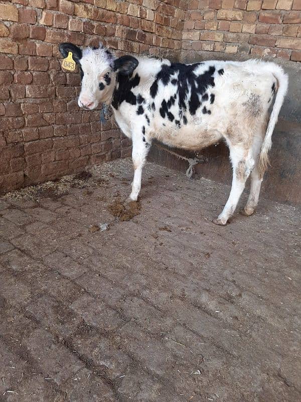 Australian cow ki female wachi for sale 1