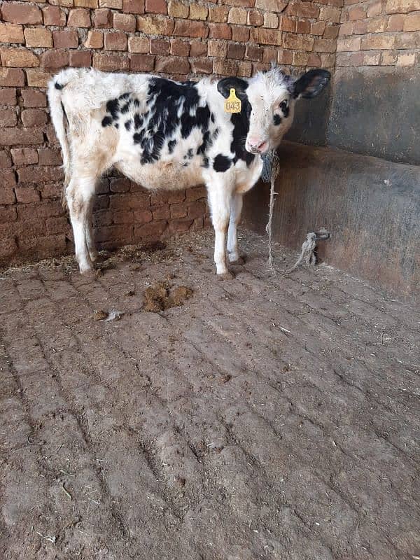 Australian cow ki female wachi for sale 2