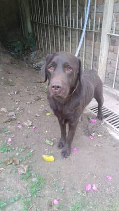 Labrador male chocolate