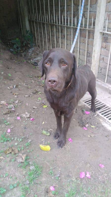 Labrador male chocolate 0